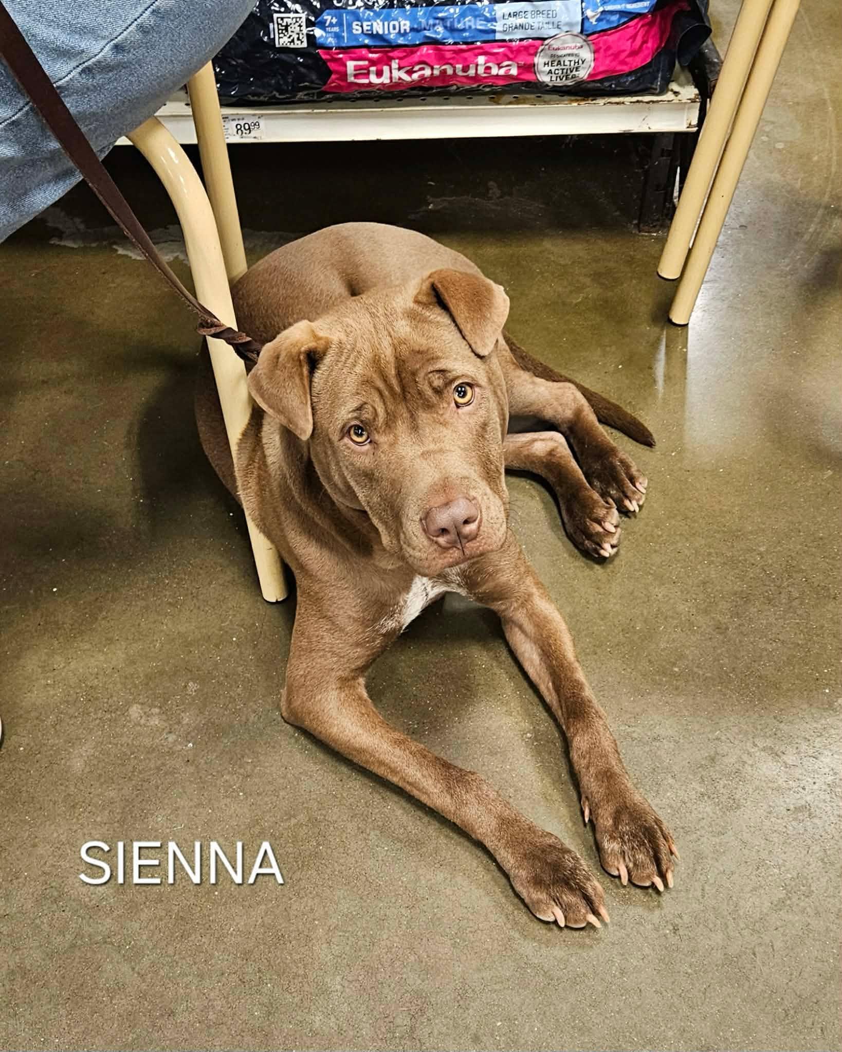 Sienna, Adoptable, Young Female Pit Bull Terrier & Shar-Pei.