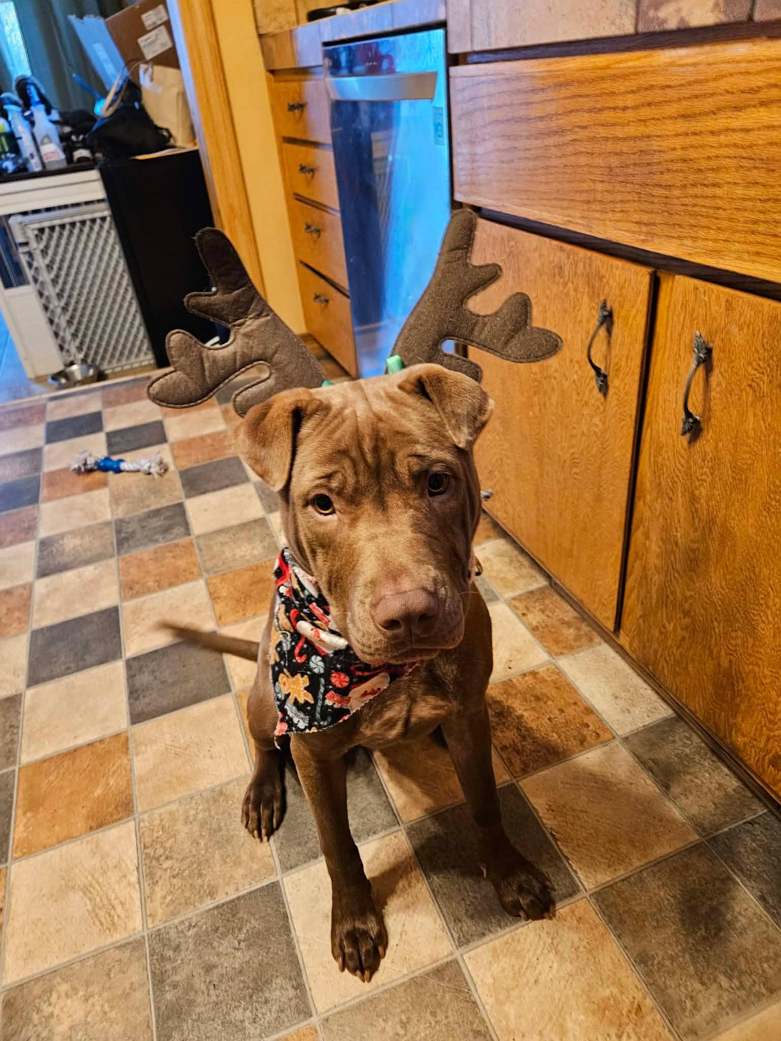 Sienna, a Adoptable mixed breed in Minneapolis, MN image 2/6
