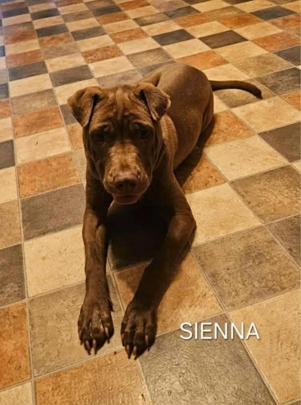 Sienna, a Adoptable mixed breed in Minneapolis, MN image 6/6
