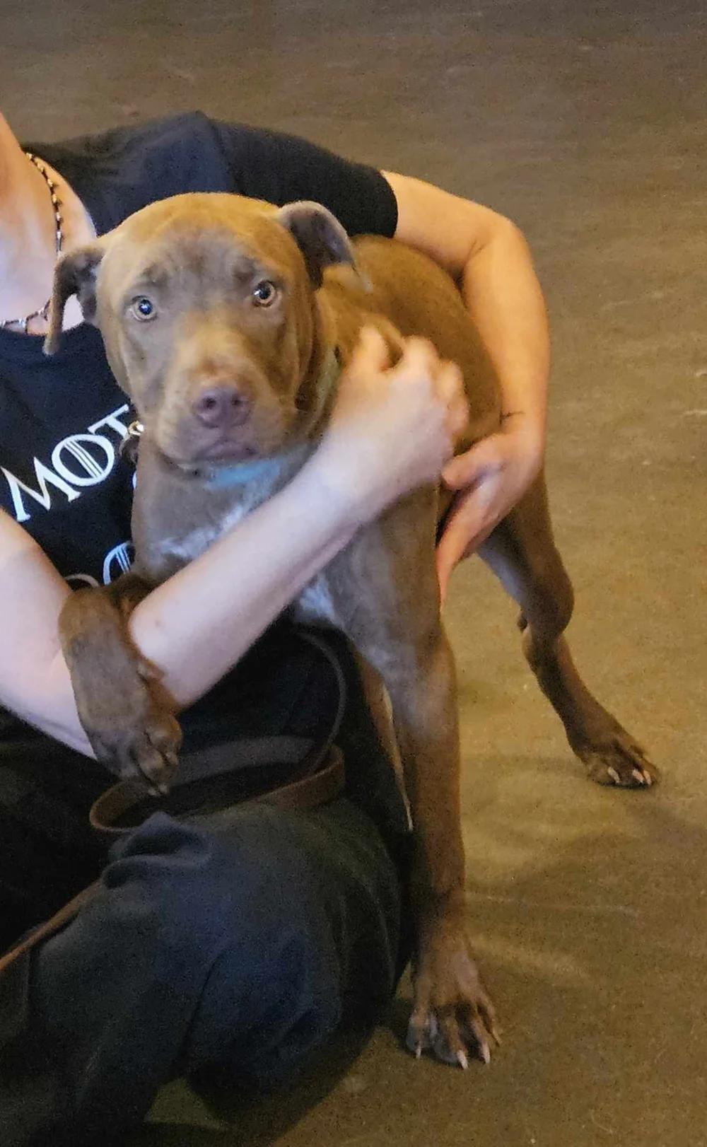 Sienna, Adoptable, Young Female Pit Bull Terrier & Shar-Pei.