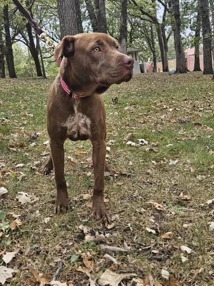 Enlarge Sienna, a Adoptable mixed breed in Minneapolis, MN image 2/6