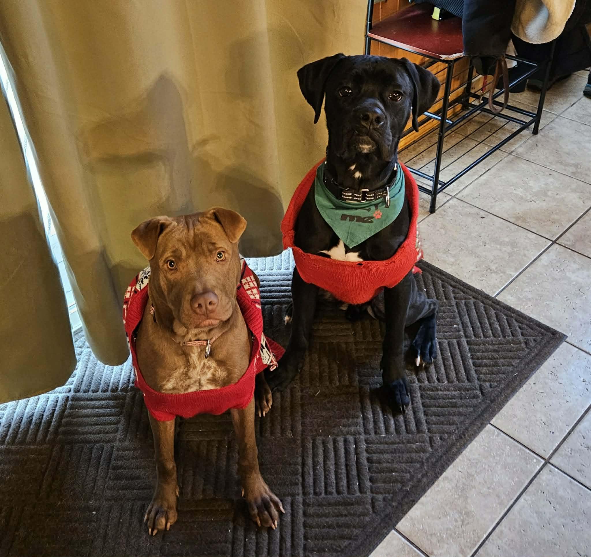 Enlarge Sienna, a Adoptable mixed breed in Minneapolis, MN image 6/6