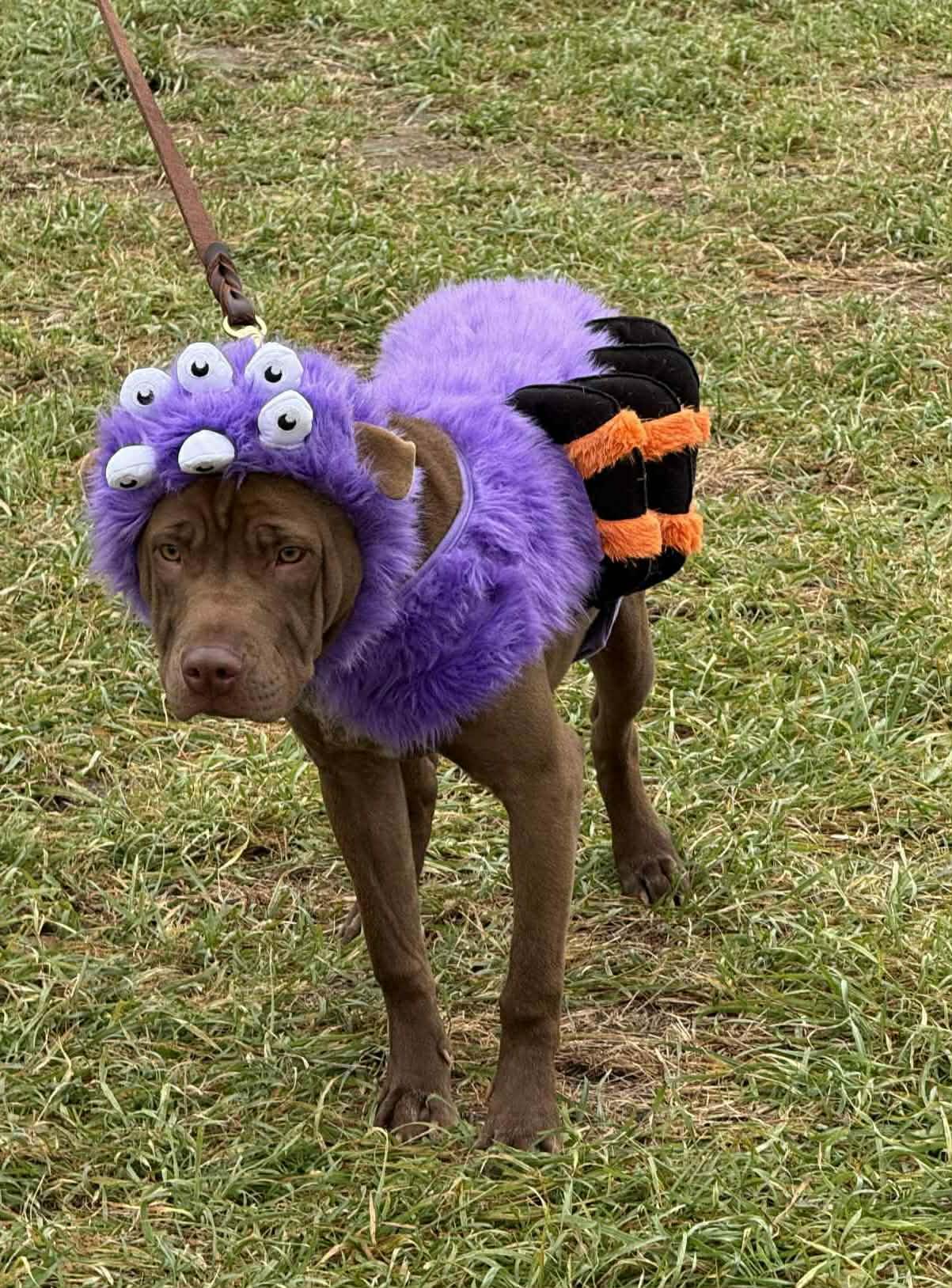 Enlarge Sienna, a Adoptable mixed breed in Minneapolis, MN image 4/6