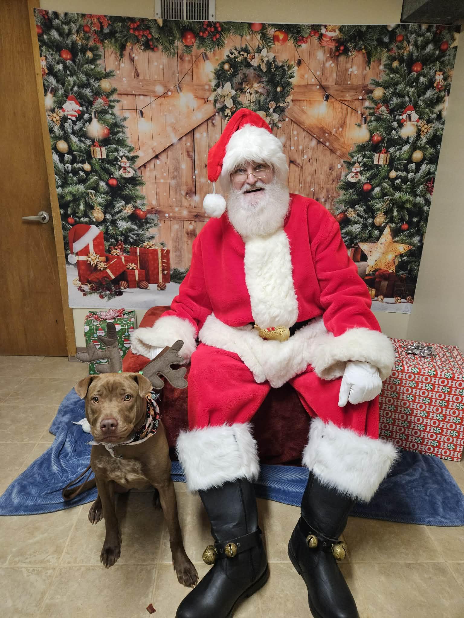 Enlarge Sienna, a Adoptable mixed breed in Minneapolis, MN image 5/6