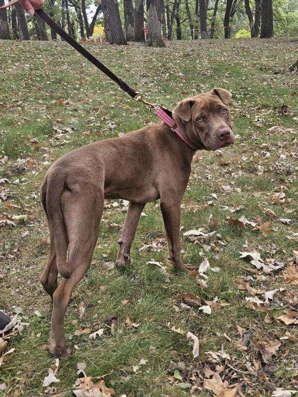 Enlarge Sienna, a Adoptable mixed breed in Minneapolis, MN image 3/6