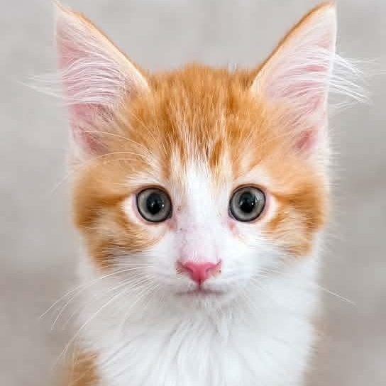 Matthew, adopted, Kitten Male Tabby & Domestic Medium Hair.