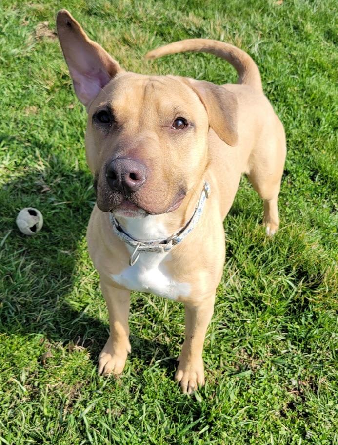 Enlarge Backwood, a ADOPTABLE mixed breed in Lisbon, OH image 3/5