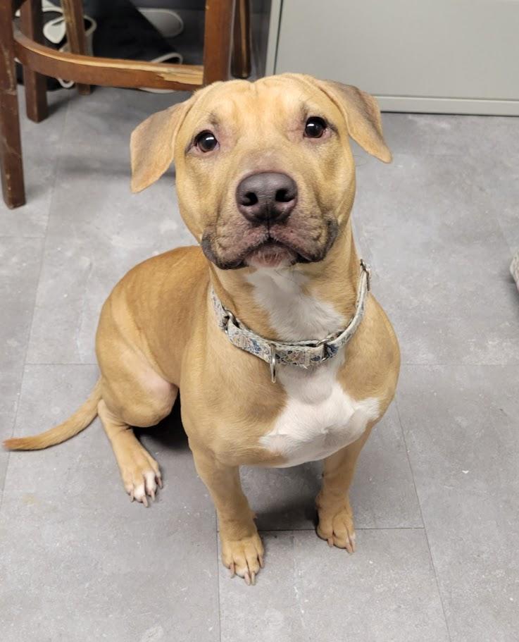 Backwood, a ADOPTABLE mixed breed in Lisbon, OH image 2/5