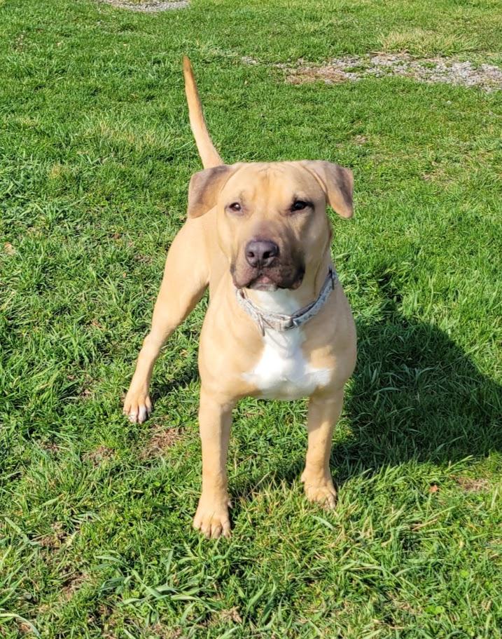 Enlarge Backwood, a ADOPTABLE mixed breed in Lisbon, OH image 5/5