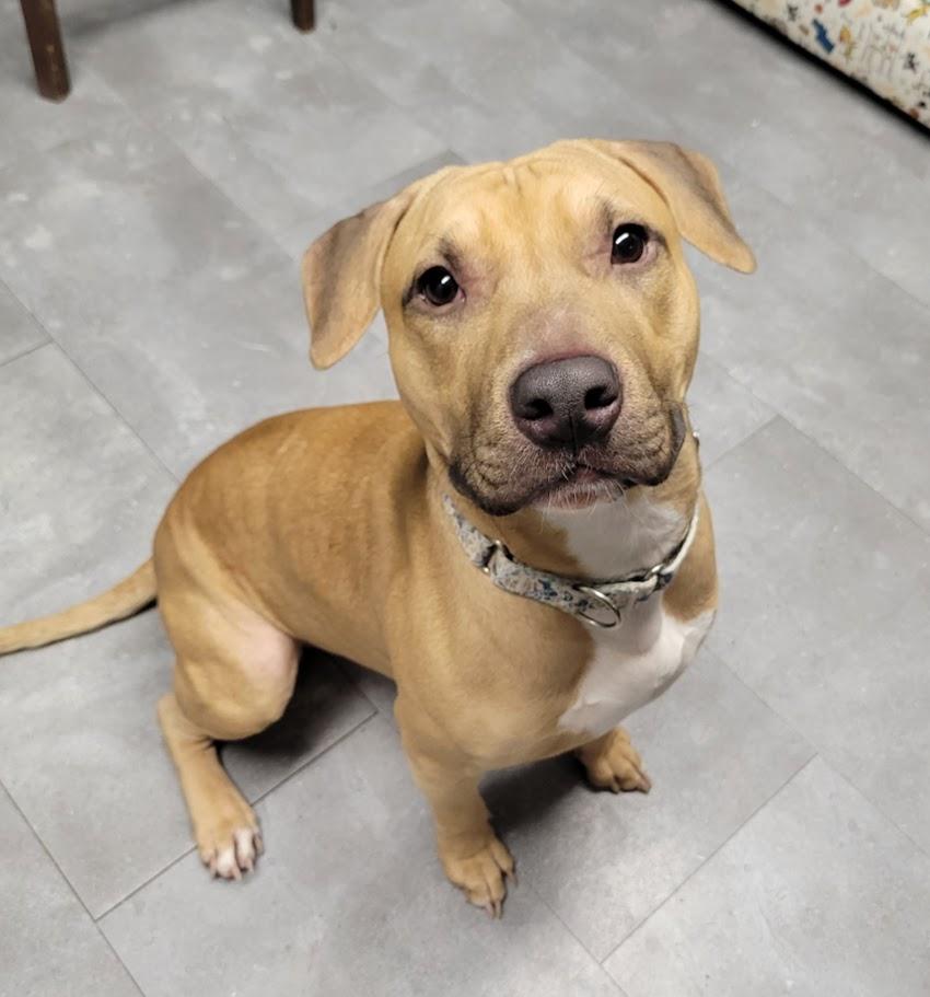 Backwood, a ADOPTABLE mixed breed in Lisbon, OH image 3/5