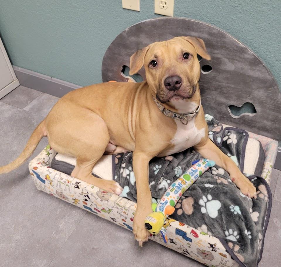 Backwood, a ADOPTABLE mixed breed in Lisbon, OH image 4/5