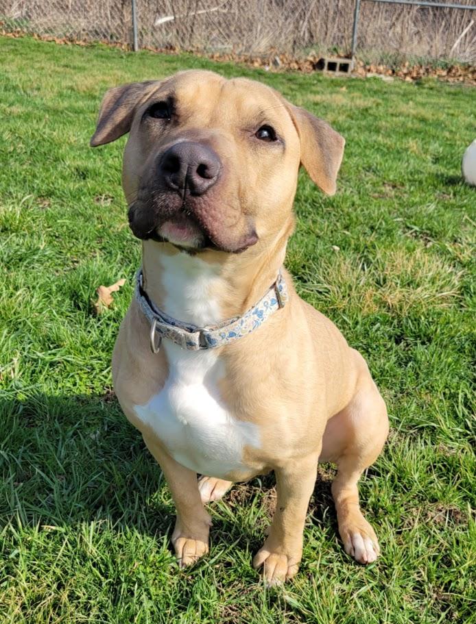 Enlarge Backwood, a ADOPTABLE mixed breed in Lisbon, OH image 1/5