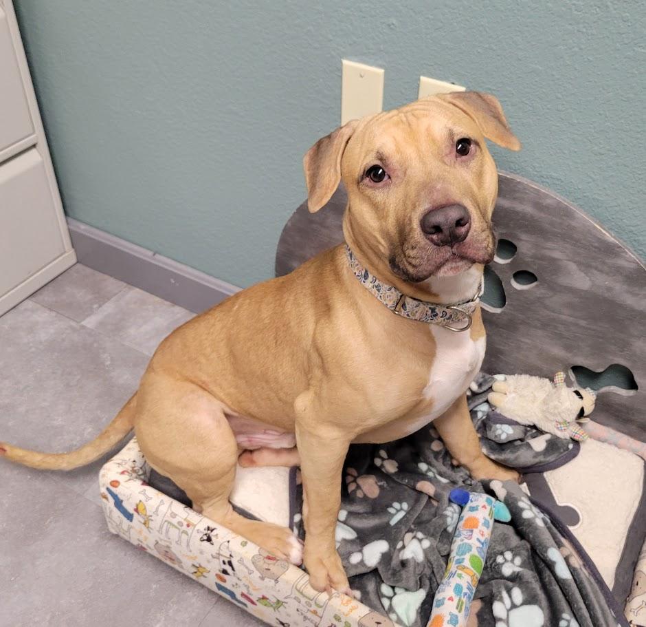 Backwood, ADOPTABLE, Young Male Pit Bull Terrier.