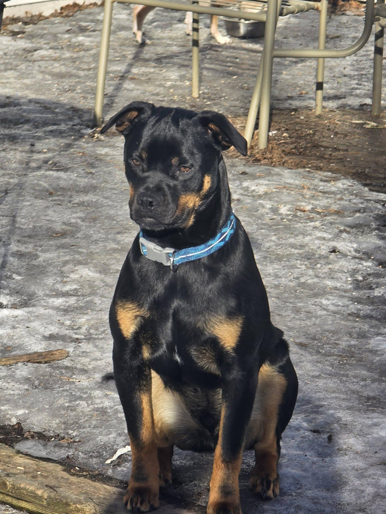 Cooter, adoptable, Young Male Pit Bull Terrier & Rottweiler.