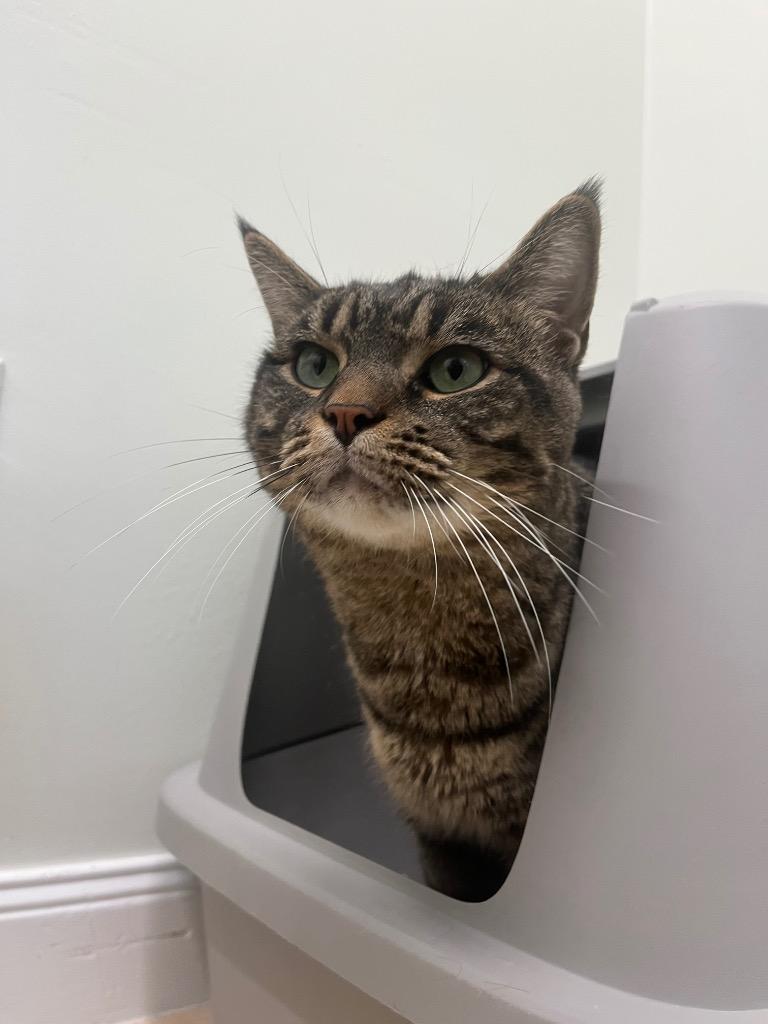 Enlarge Link, a Adoptable mixed breed in Fall River, MA image 1/4