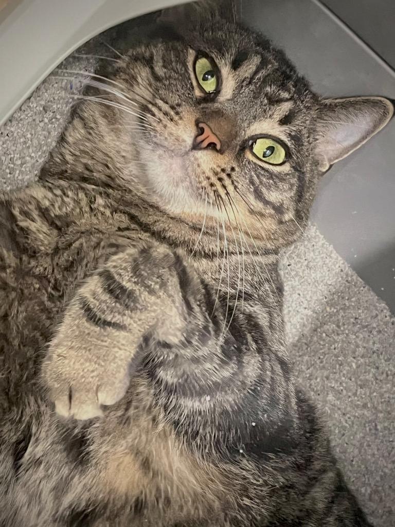 Enlarge Link, a Adoptable mixed breed in Fall River, MA image 3/4