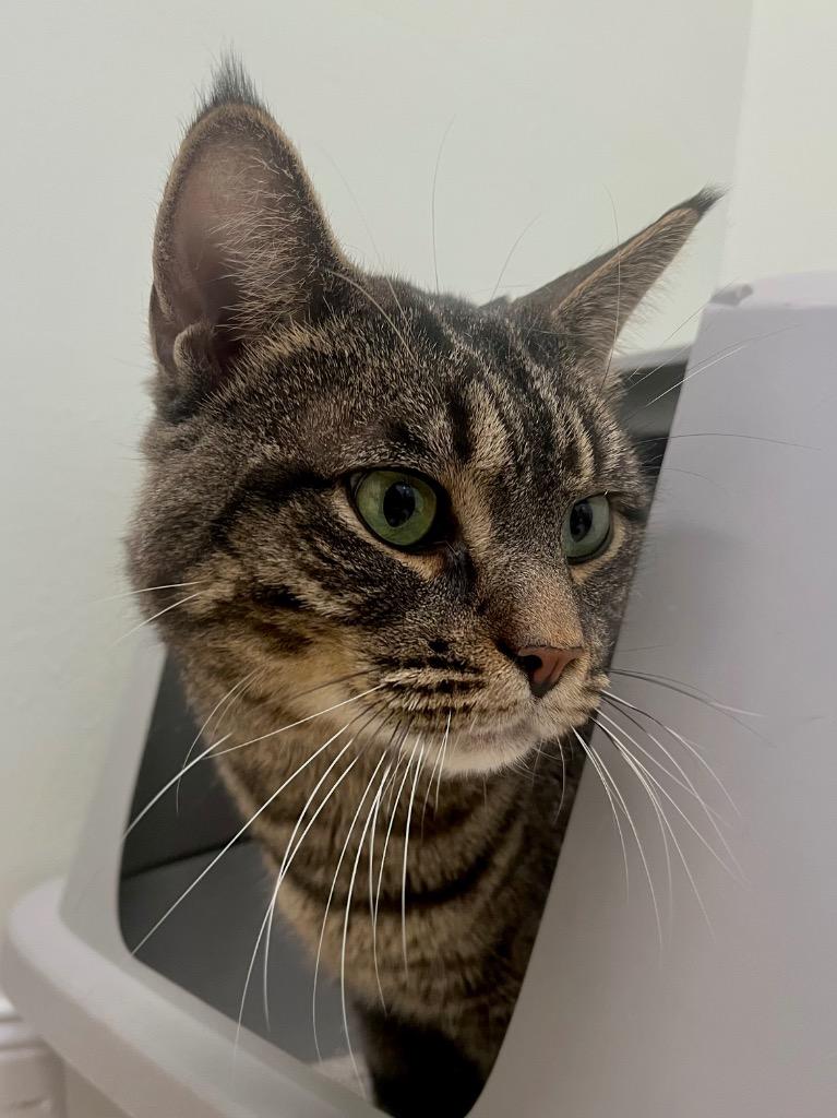 Enlarge Link, a Adoptable mixed breed in Fall River, MA image 4/4