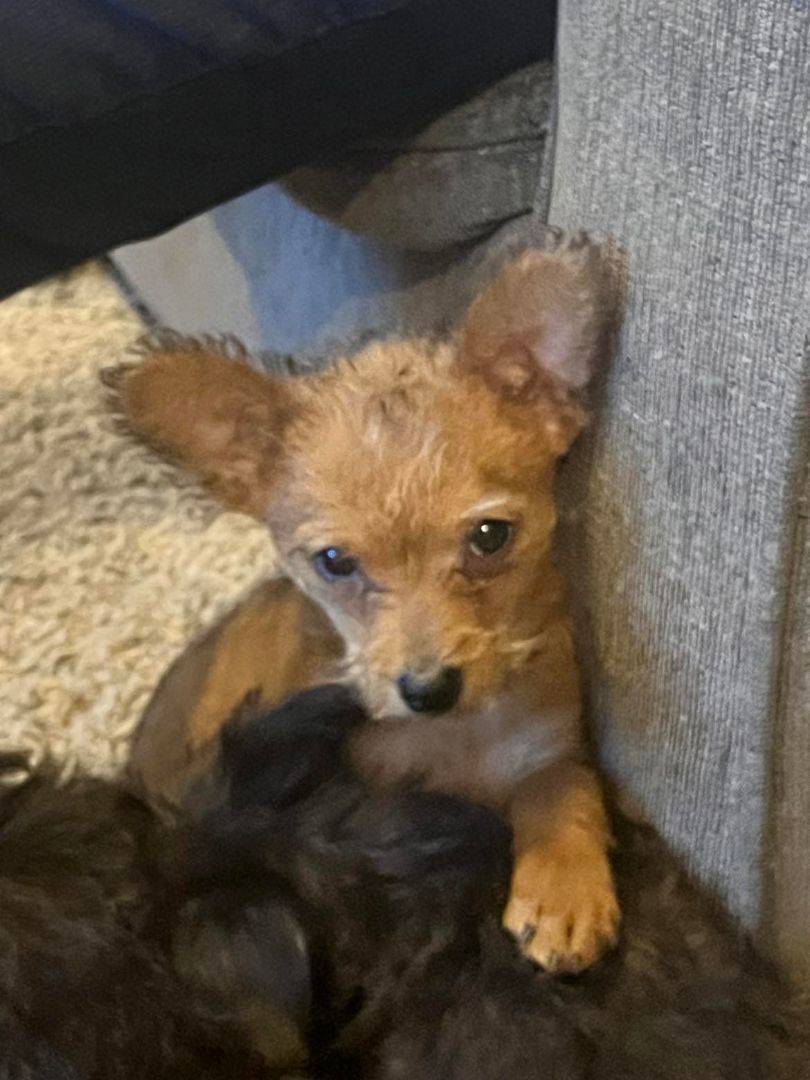 Nugget
