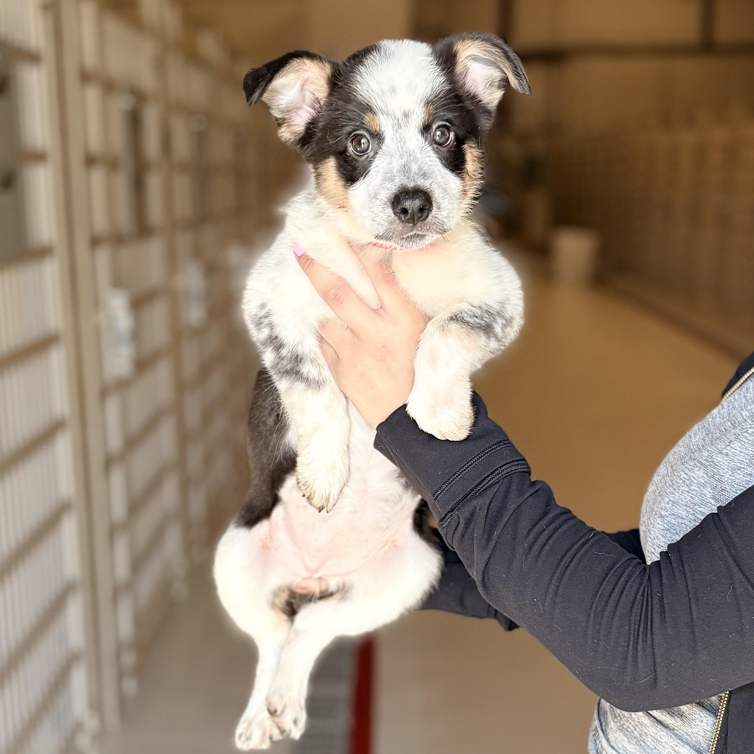 Enlarge Ammo, a Adopted Australian Cattle Dog / Blue Heeler in Chicago, IL image 1/1