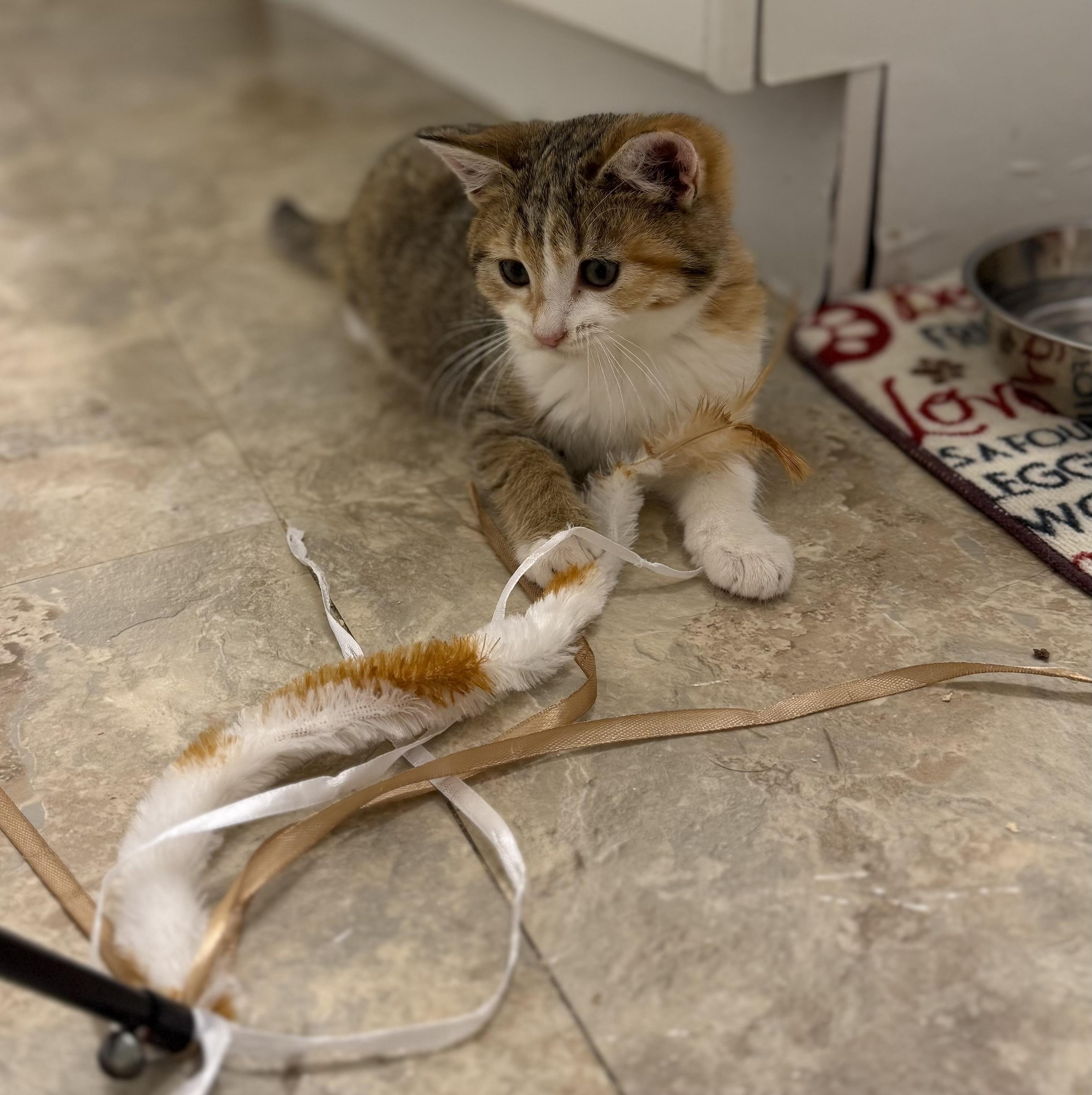Pumpkin Latte, ADOPTABLE, Kitten Female Domestic Short Hair.
