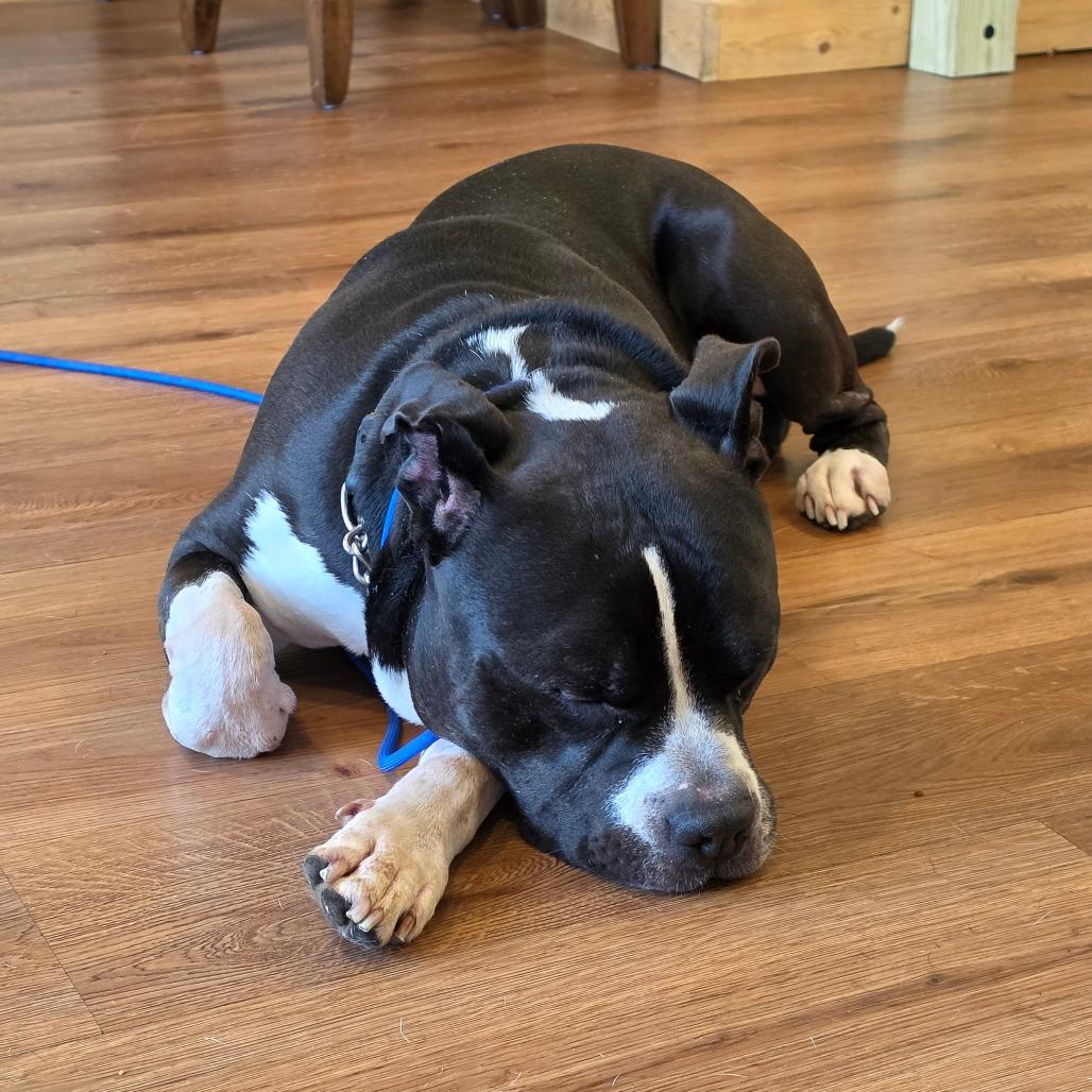 King, Adoptable, Adult Male Pit Bull Terrier.