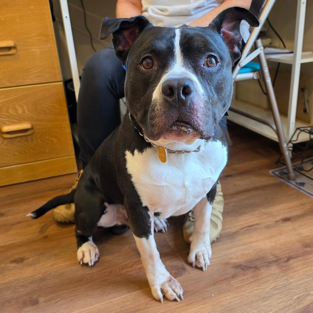 Enlarge King, a Adoptable Pit Bull Terrier in Easton, PA image 2/3