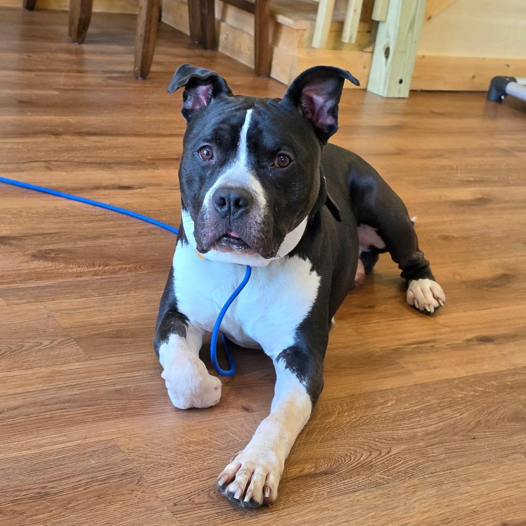 Enlarge King, a Adoptable Pit Bull Terrier in Easton, PA image 3/3