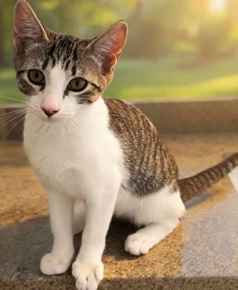 Ellie, ADOPTABLE, Young Female Domestic Short Hair.