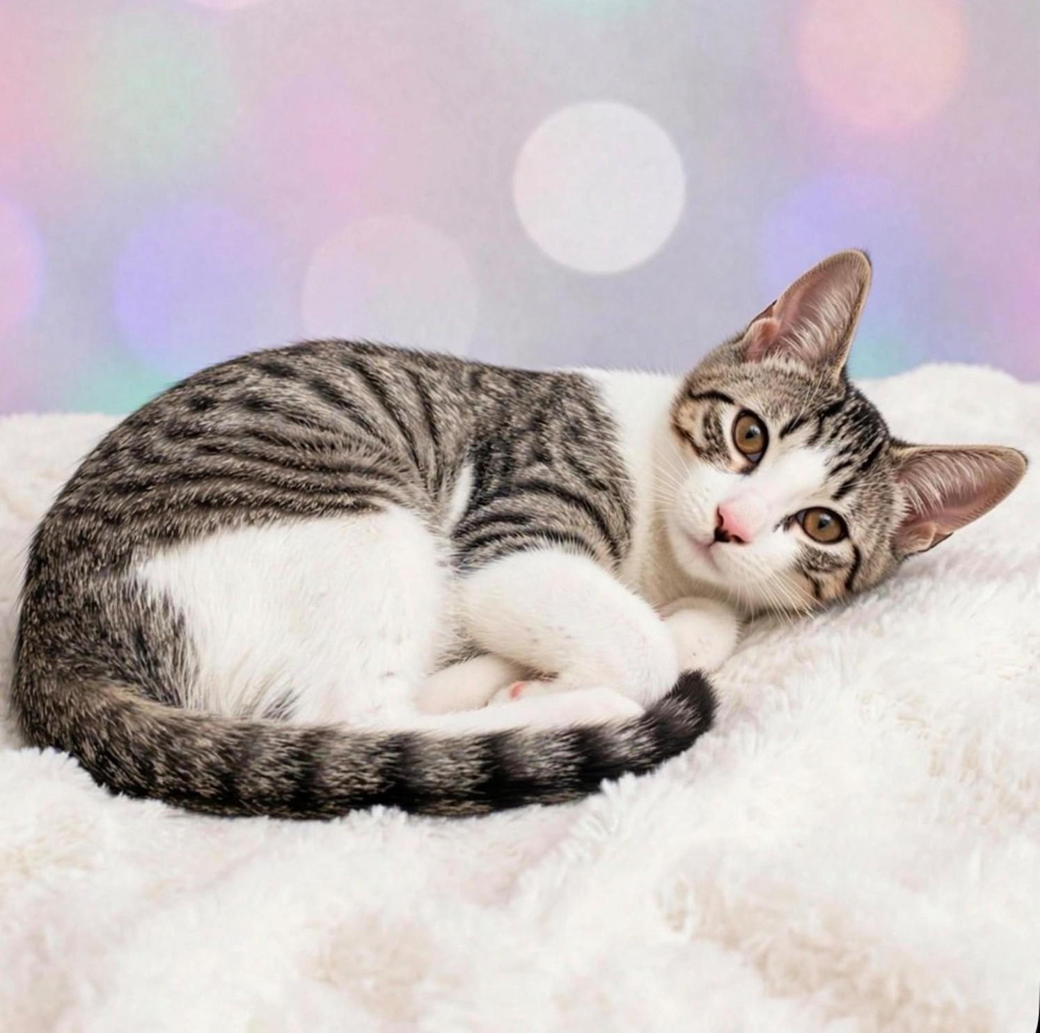 Ellie, Adopted, Young Female Domestic Short Hair.