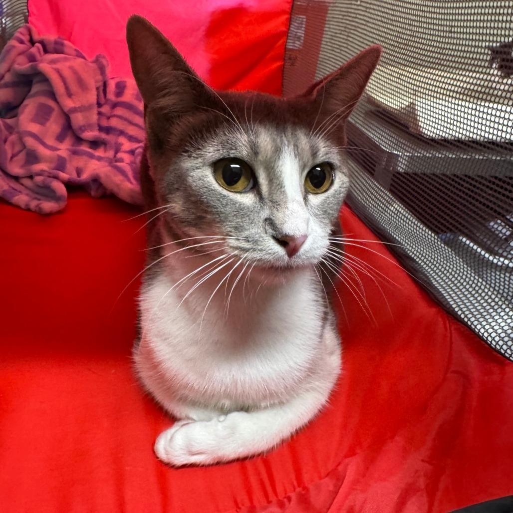 Lucky*, Adoptable, Young Female Domestic Short Hair.
