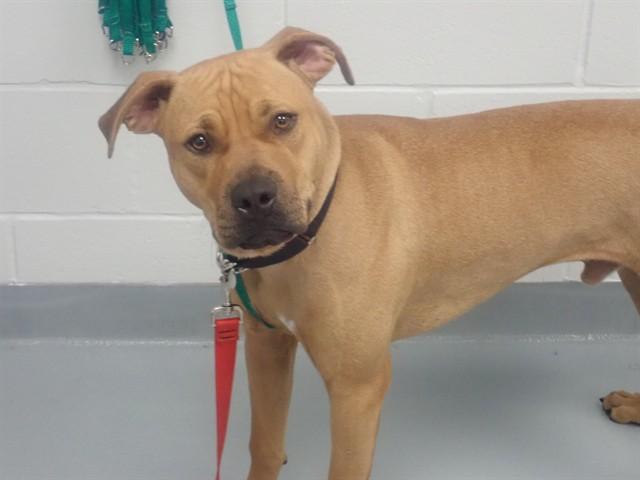 Enlarge DUKE, a Adoptable Mixed Breed in Saint Cloud, FL image 1/1