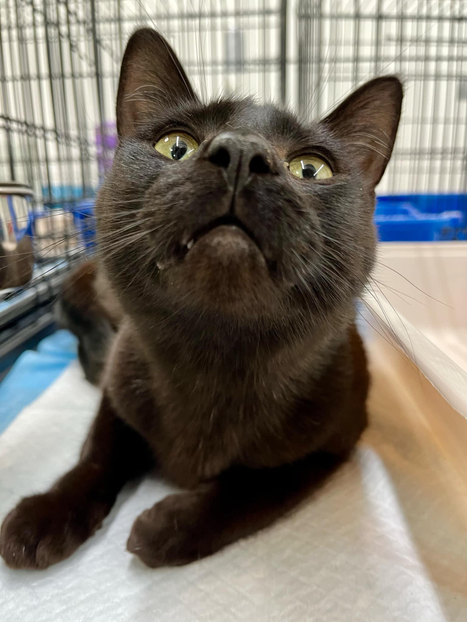 Enlarge Vinnie, a Adoptable Domestic Short Hair in Burton, MI image 1/3