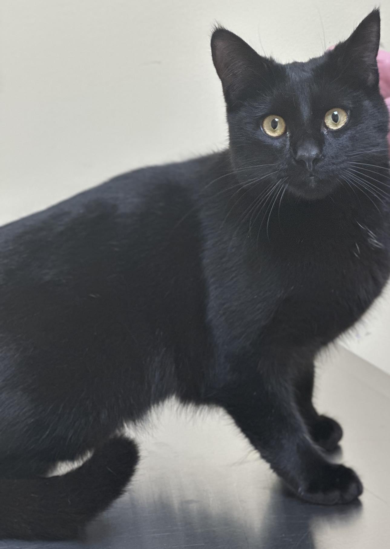 Vinnie, Adoptable, Young Male Domestic Short Hair.