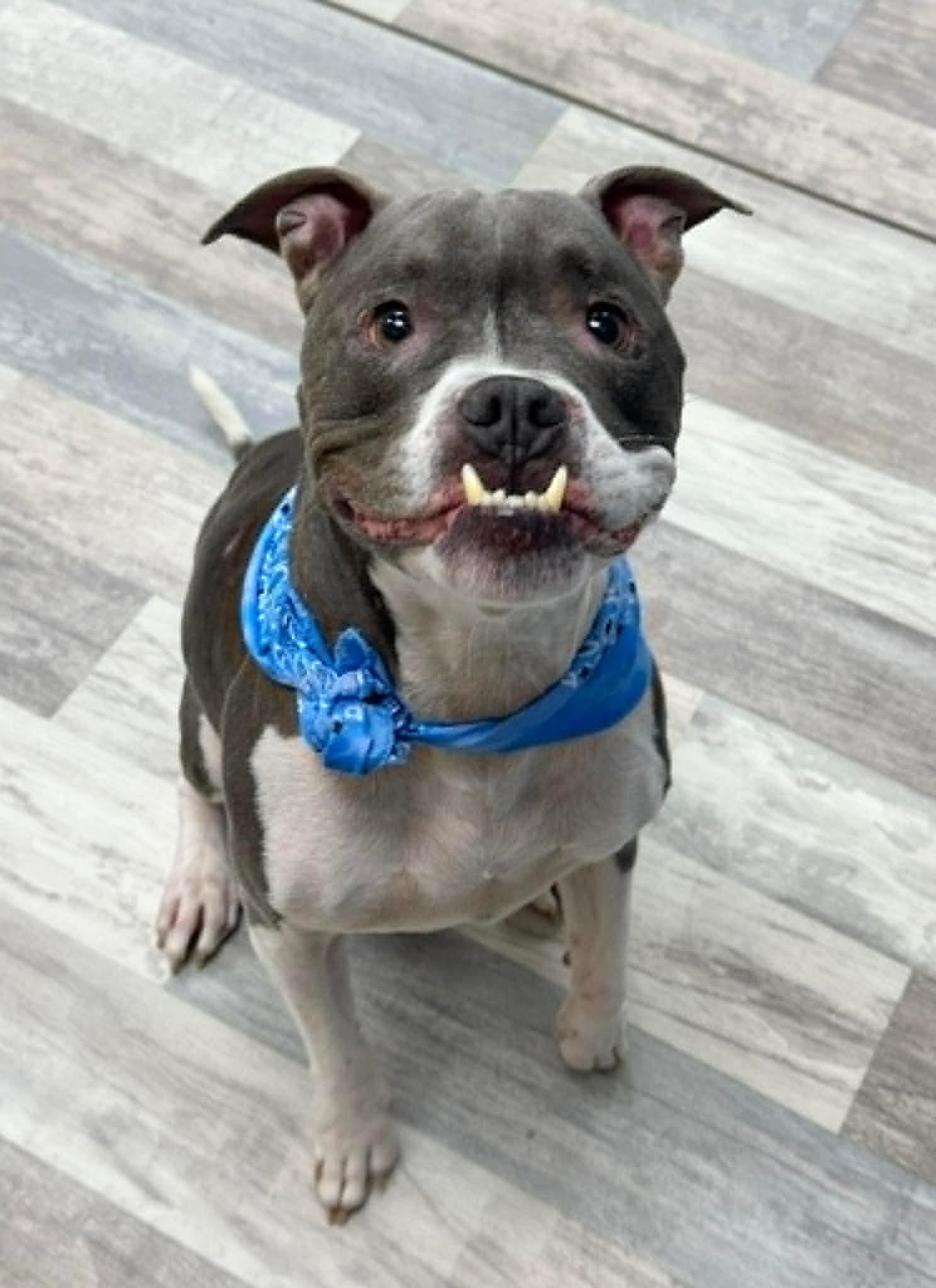 Enlarge Keelo the Boxer Bully, a Adoptable mixed breed in Muskego, WI image 1/6