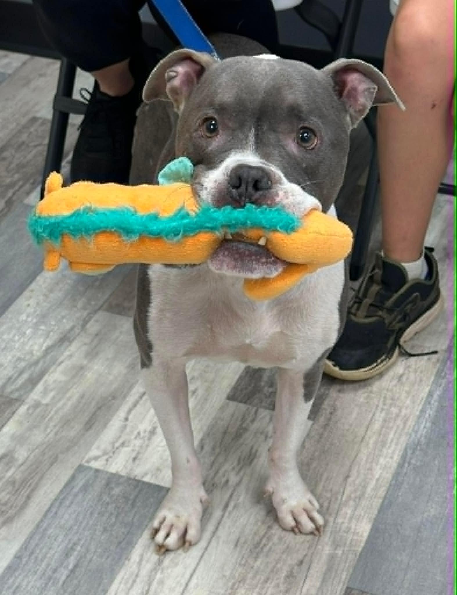 Enlarge Keelo the Boxer Bully, a Adoptable mixed breed in Muskego, WI image 3/6
