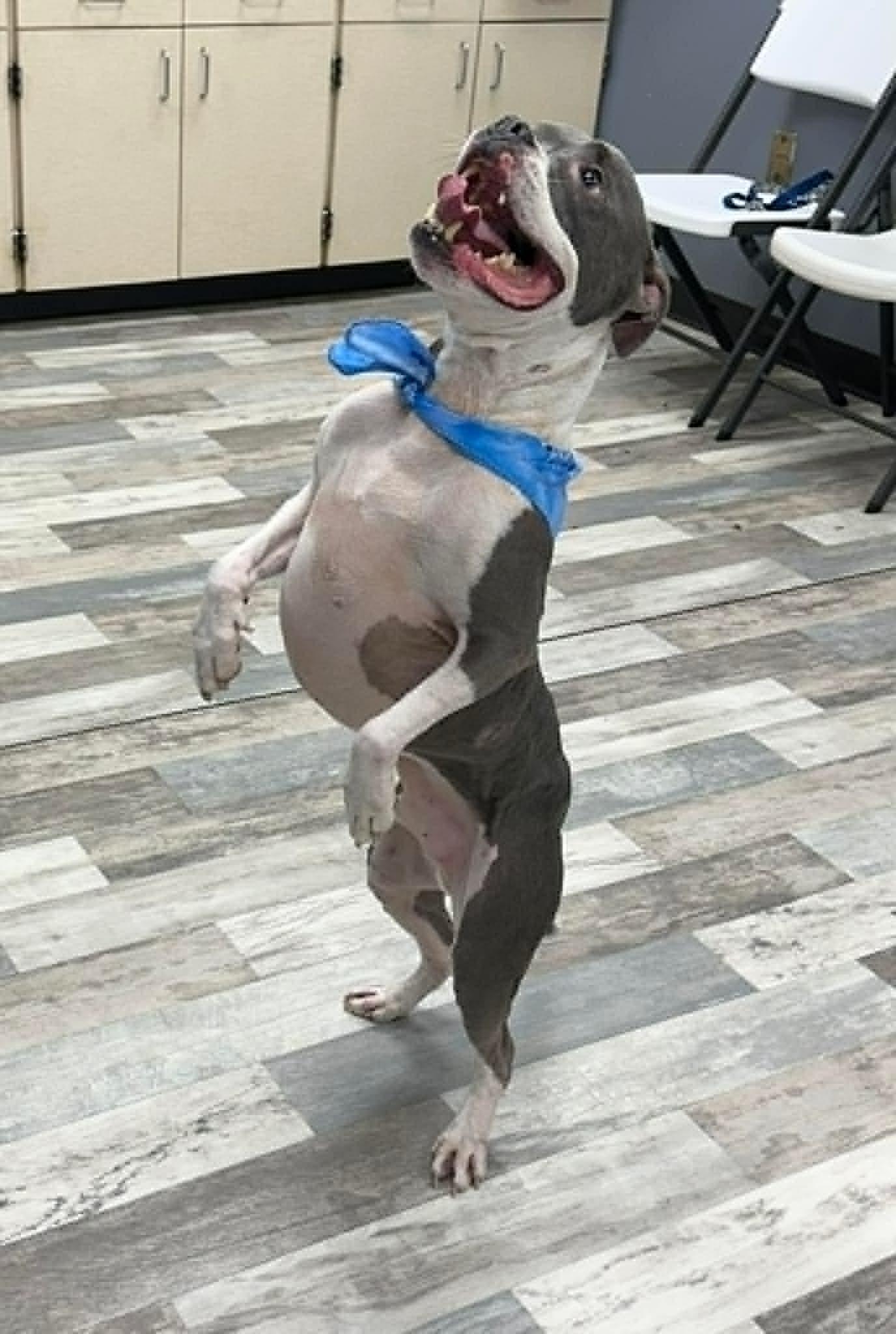 Enlarge Keelo the Boxer Bully, a Adoptable mixed breed in Muskego, WI image 4/6