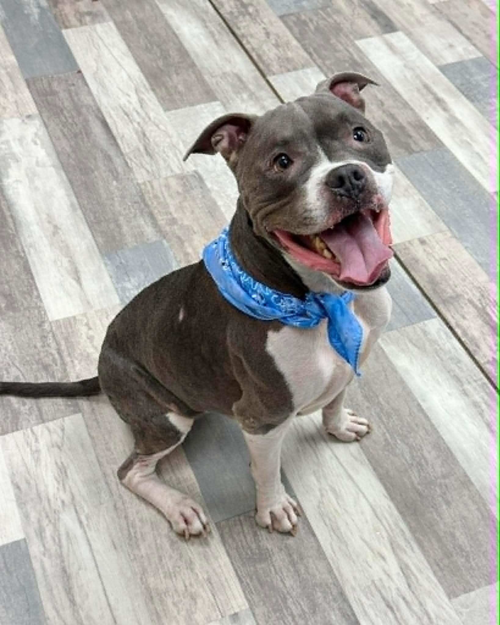 Enlarge Keelo the Boxer Bully, a Adoptable mixed breed in Muskego, WI image 6/6