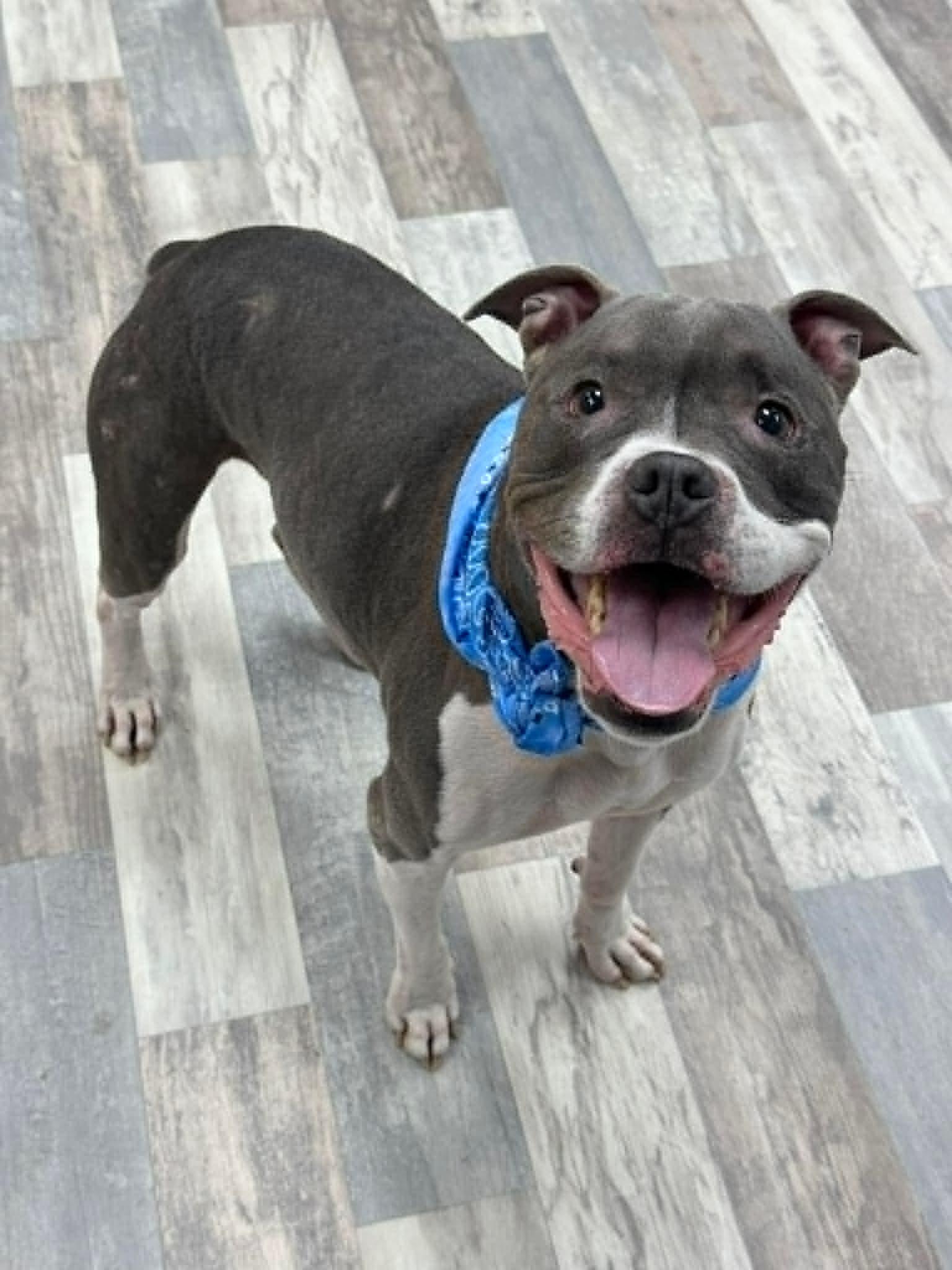 Enlarge Keelo the Boxer Bully, a Adoptable mixed breed in Muskego, WI image 5/6