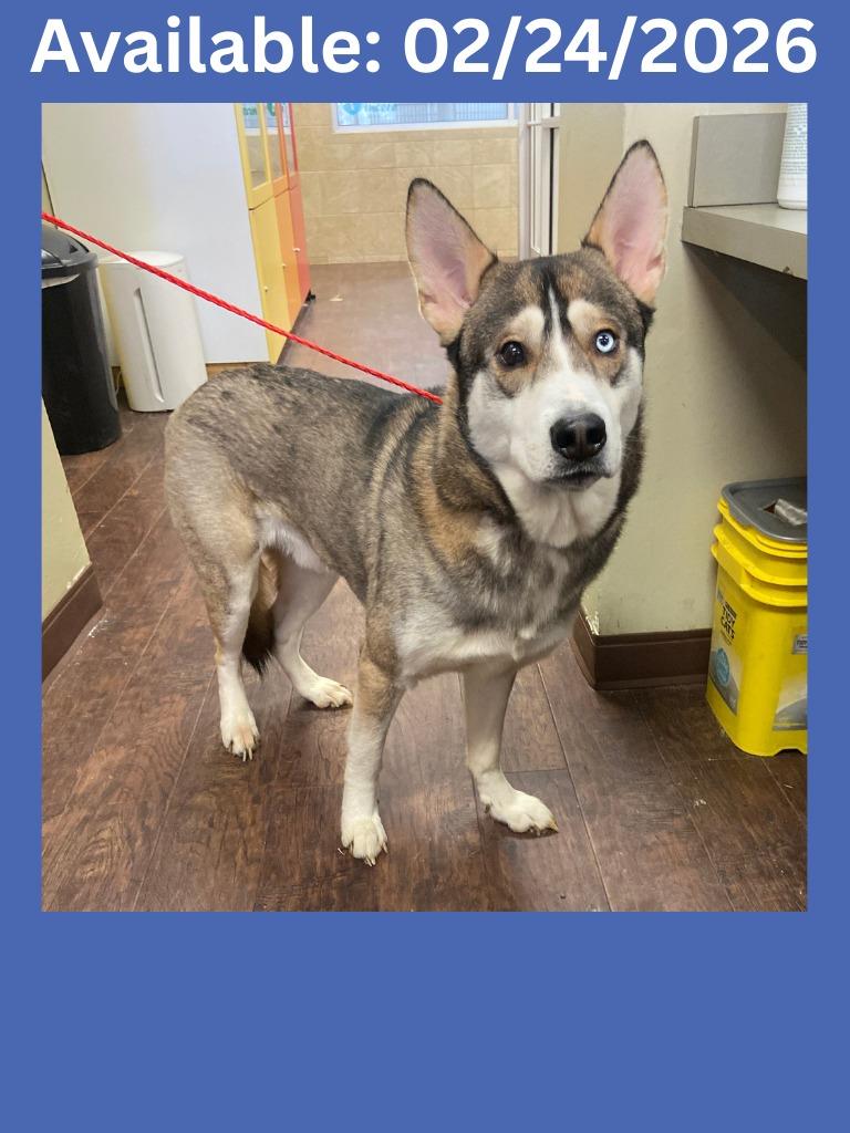 Enlarge Dog Kennel #18 Aries, a Adoptable mixed breed in Greenville, TX image 1/1