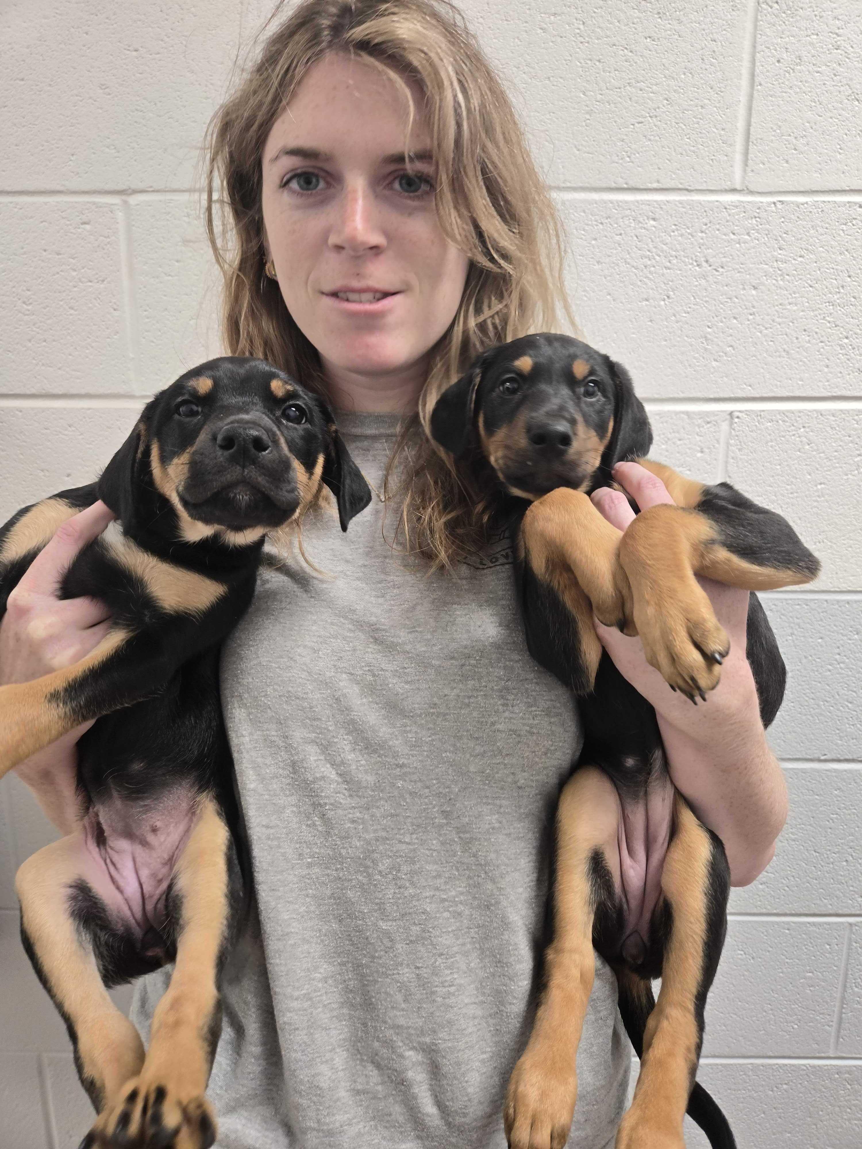 Little Britches and Cattle Annie , adopted, Puppy Female Doberman Pinscher.