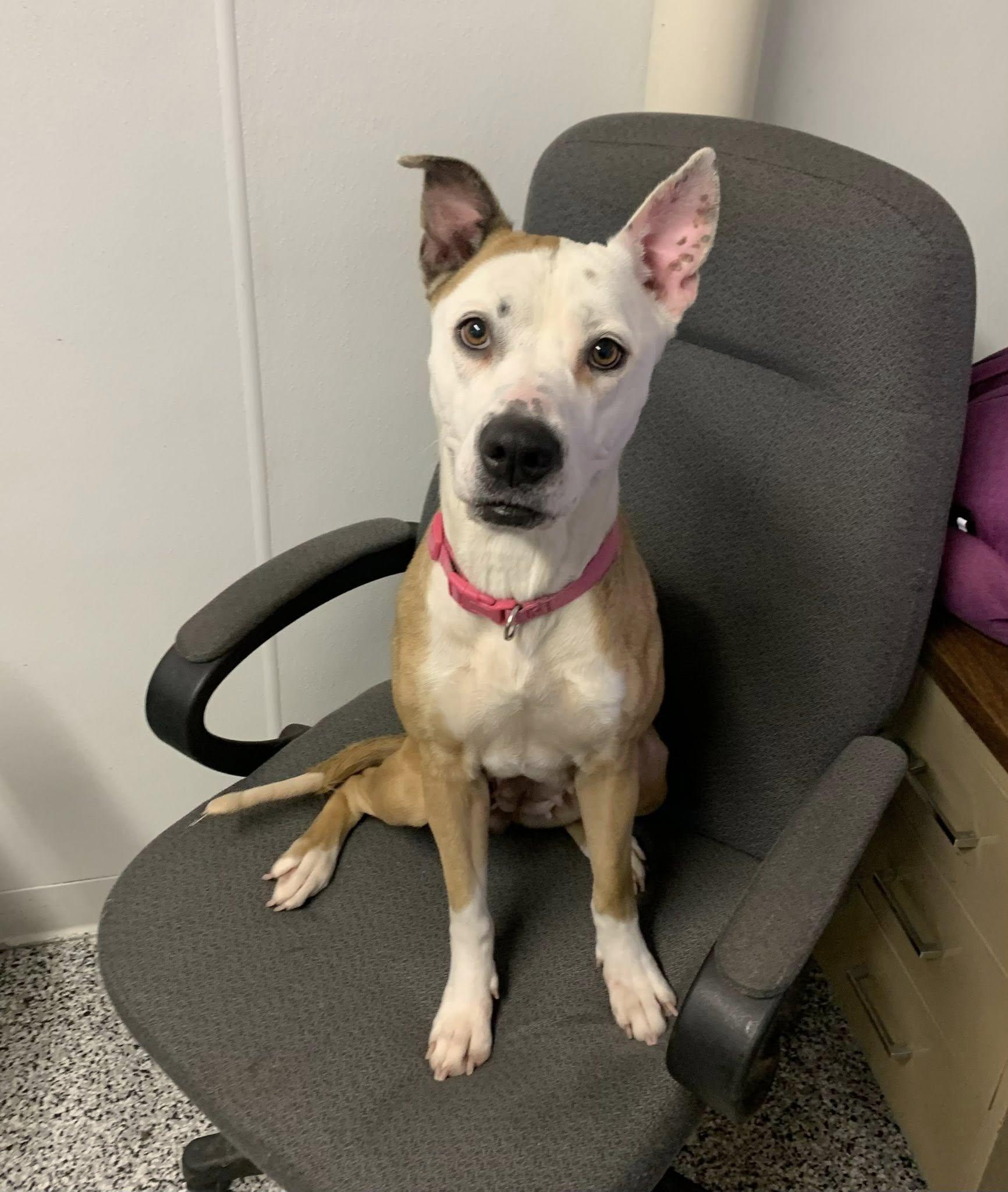 Cora, ADOPTABLE, Young Female American Bulldog.