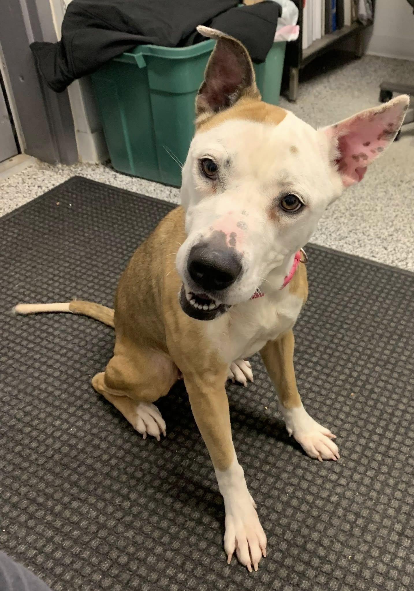 Enlarge Cora, a ADOPTABLE mixed breed in Kalkaska, MI image 2/2