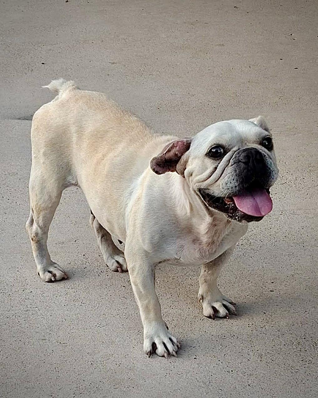 Enlarge Frankie the Frenchie, a Adoptable French Bulldog in Monticello, NY image 2/2