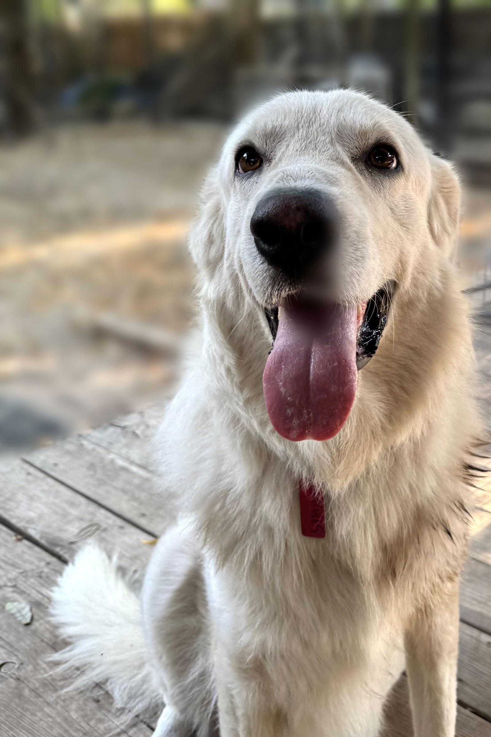 Hercules — thumbnail 5