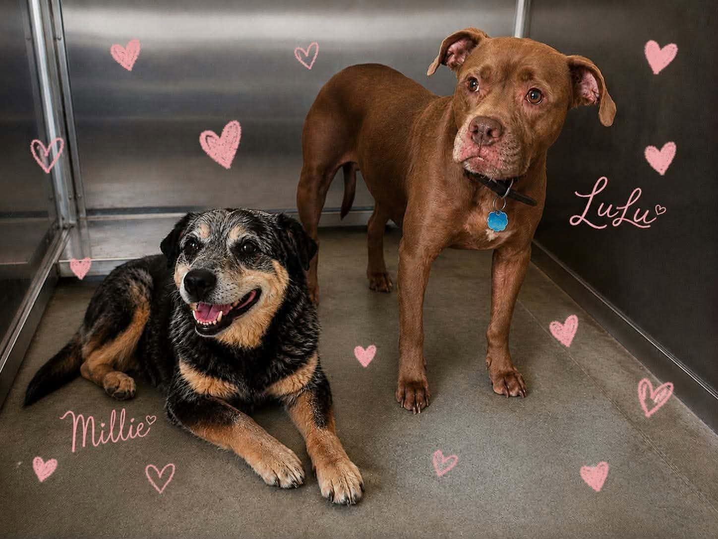 Enlarge Millie & Lulu - 2 Bonded Seniors looking for their final Home, a Adoptable mixed breed in Holtsville, NY image 1/4