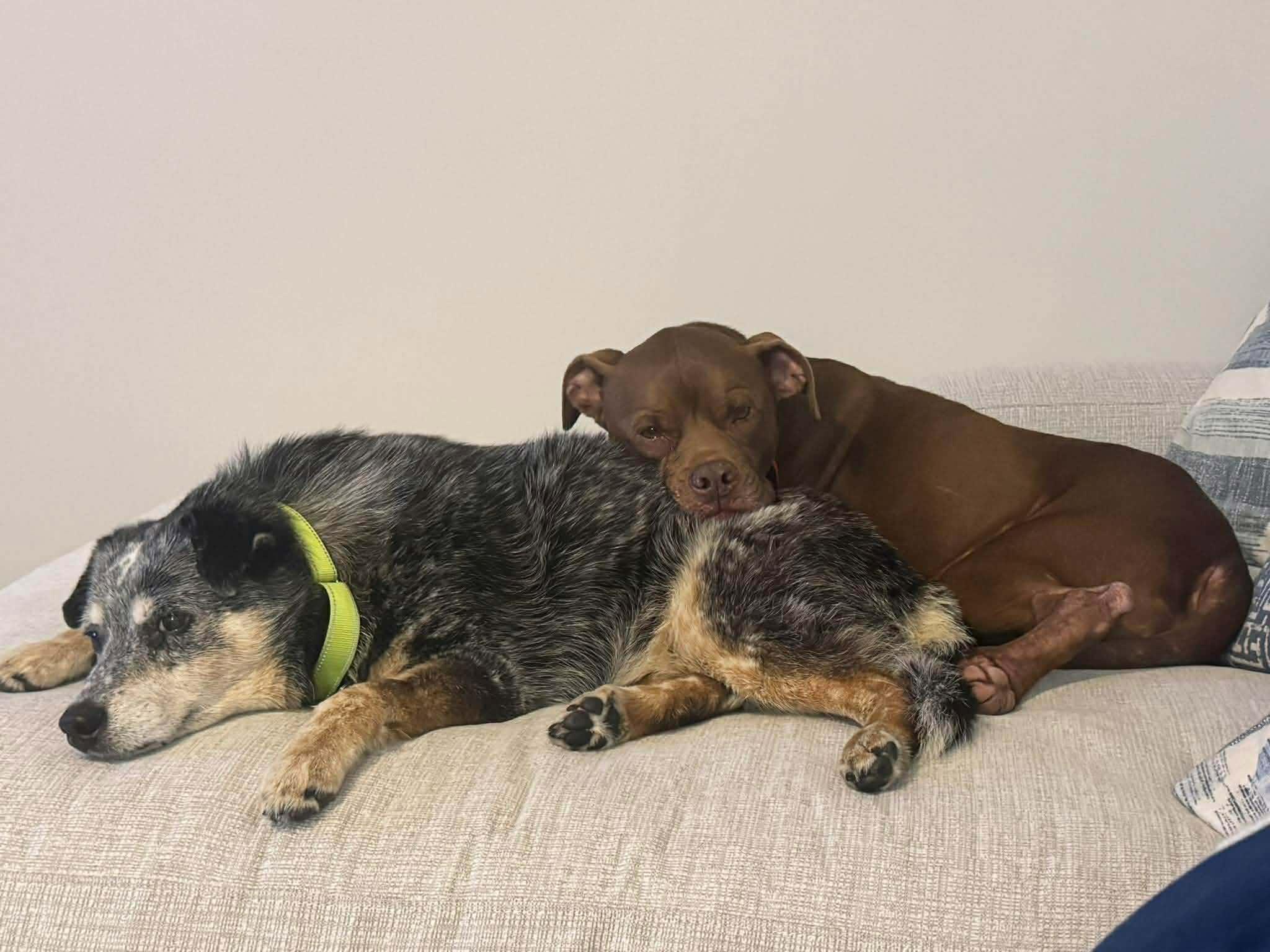 Enlarge Millie & Lulu - 2 Bonded Seniors looking for their final Home, a Adoptable mixed breed in Holtsville, NY image 2/4