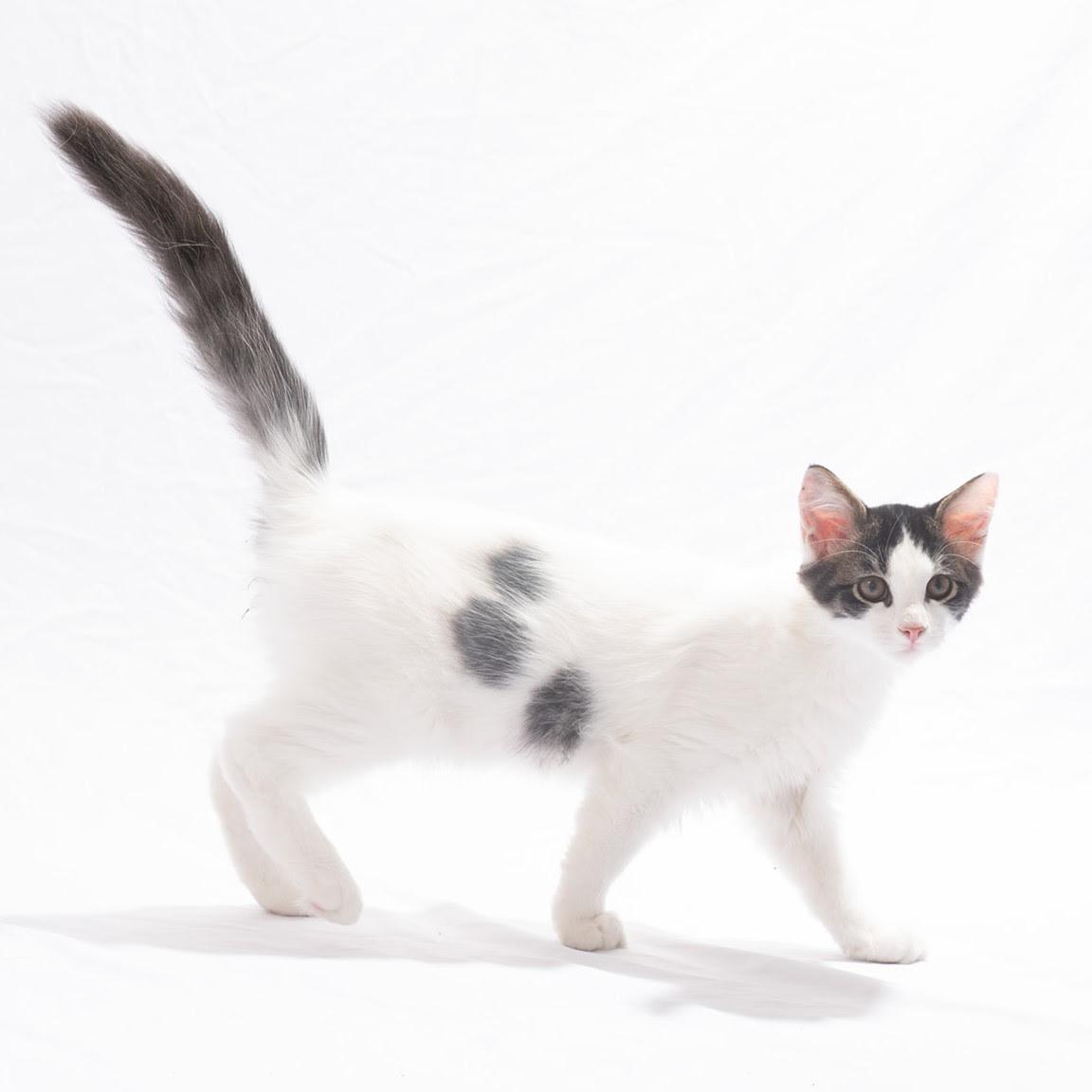 Enlarge Basil, a Adoptable Domestic Short Hair in Lexington, KY image 1/1