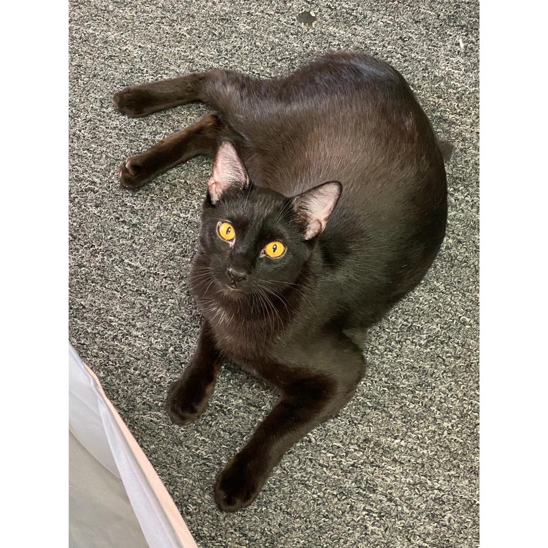 Enlarge Valor, a Adoptable Domestic Short Hair in Morgan Hill, CA image 2/5