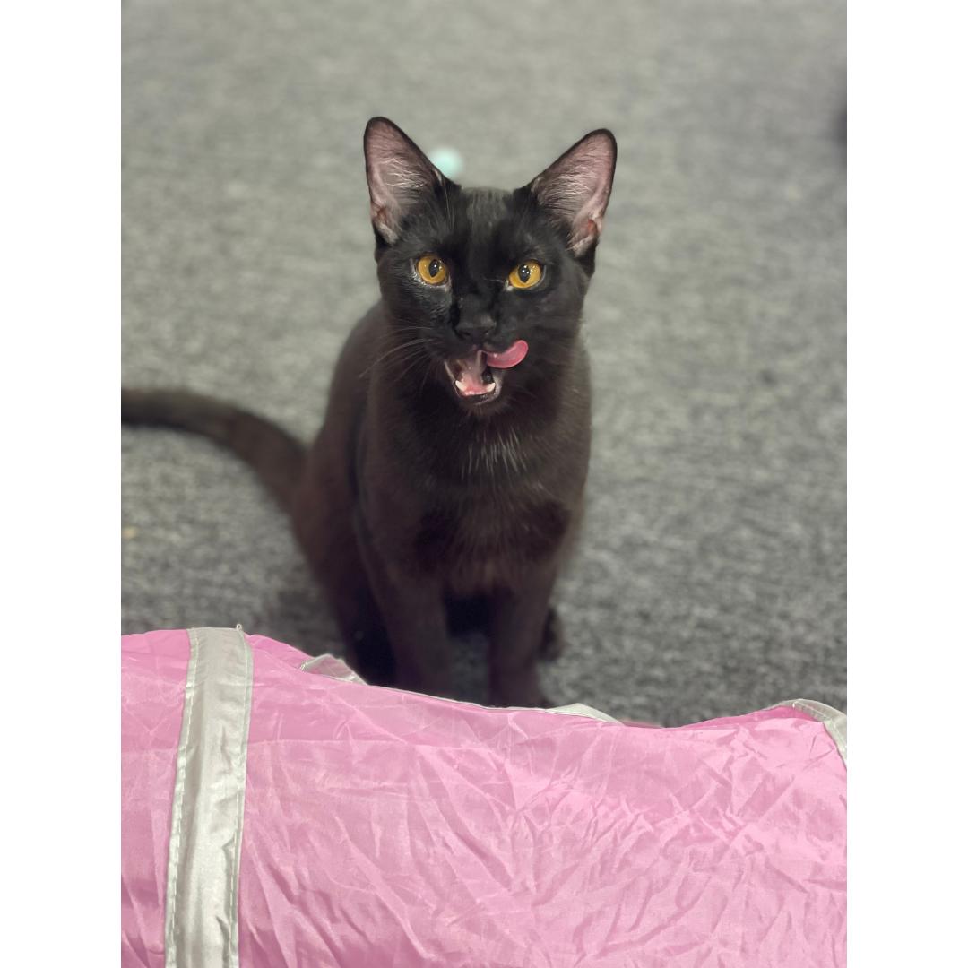 Enlarge Valor, a Adoptable Domestic Short Hair in Morgan Hill, CA image 3/5