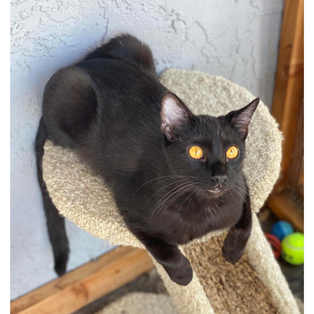 Enlarge Valor, a Adoptable Domestic Short Hair in Morgan Hill, CA image 4/5